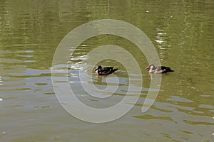 Brazilian duck (Amazonetta brasiliensis) swimming on a pond with green water while looking for food