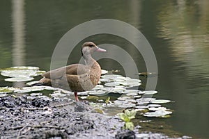 Brazilian duck or Brazilian teal wild duck distributed by Central and South America