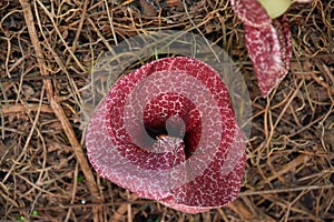 Brazilian dutchman`s pipe , aristolochia gigantea,