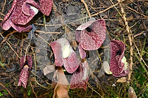 Brazilian dutchman`s pipe , aristolochia gigantea,