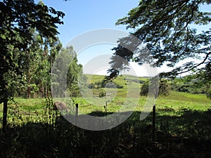 Brazilian farm exuberance photo