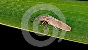 Brazilian Firefly Beetle