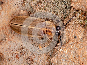 Brazilian Firefly Beetle