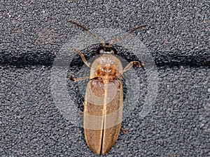 Brazilian Firefly Beetle