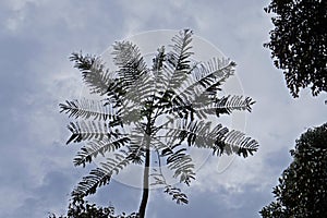 Brazilian firetree or Brazilian fern tree, Schizolobium parahyba, and cloudy sky photo