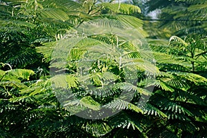 Brazilian firetree or Brazilian fern tree (Schizolobium parahyba) with green lush foliage in park photo