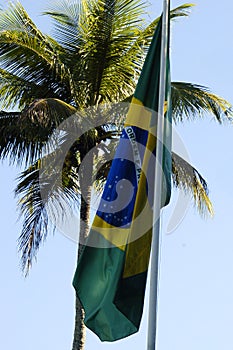 Brazilian Flag and a Palm Tree