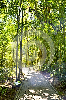 Brazilian forest in the sun, Serra Park,  Canela, Brazil