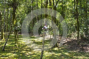 Brazilian forest in the sun, Serra Park,  Canela, Brazil