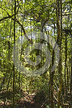 Brazilian forest in the sun, Serra Park,  Canela, Brazil