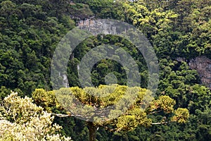 Brazilian forest in the sun, Serra Park,  Canela, Brazil