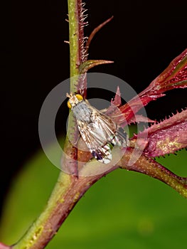 Brazilian Fruit Fly