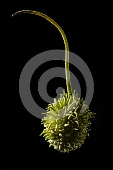 Brazilian gherkin, Maxixe, lit on a black background