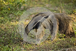 Brazilian Giant Anteater Eating Ants photo