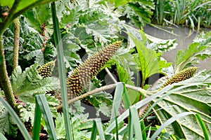 Brazilian Giant Rhubarb Gunnera Manicata