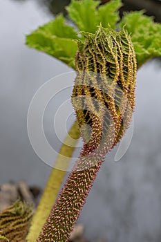 Brazilian giant-rhubarb Gunnera manicata close-up of an unfolding leaf