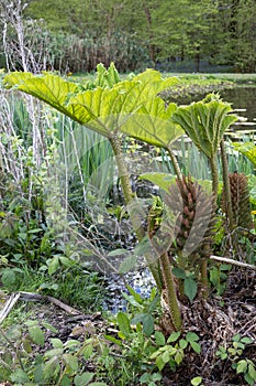 Brazilian Giant Rhubarb, Gunnera manicata, conical branched panicle growing in springtime in East Sussex