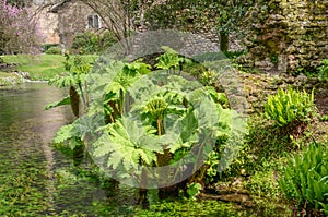 Brazilian giant-rhubarb Gunnera manicata massive leaves