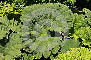 `Brazilian Giant Rhubarb` plant leaves - Gunnera Manicata