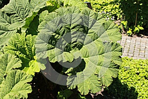 `Brazilian Giant Rhubarb` plant leaves - Gunnera Manicata