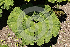 `Brazilian Giant Rhubarb` plant leaves - Gunnera Manicata