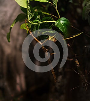 Brazilian Giant Stick Insect photo