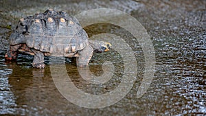 Brazilian Giant Tortoise