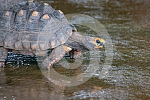 Brazilian Giant Tortoise