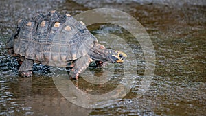 Brazilian Giant Tortoise photo