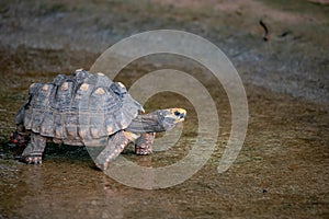 Brazilian Giant Tortoise photo
