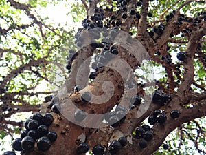 Brazilian grape tree, jaboticaba, jabotica, jabuticabeira, guaperu, guapuru, hivapuru, sabara or yvapuru