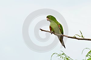 Brazilian green bird named Maritaca Pionus on a branch photo