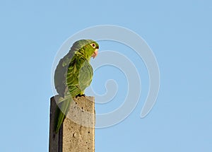 Brazilian green bird named Maritaca photo