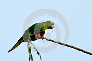 Brazilian green bird named Maritaca (Pionus) photo