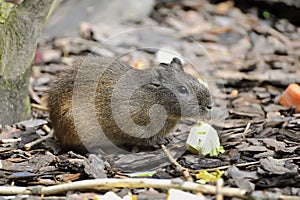 Brazilian Guinea Pig