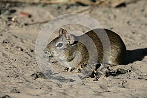 Brazilian guinea pig or prea, Cavia aperea