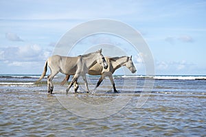 Brazilian Horses Walking on Beach in Nordeste Brazil