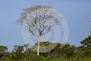 Brazilian Ipe Tree Rising above Jungle to Blue Skies photo