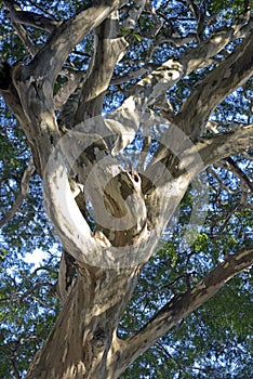 Brazilian ironwood tree