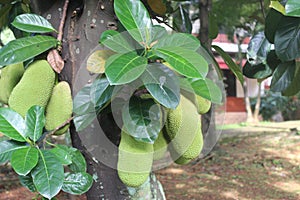 Brazilian Jackfruit hanggin in the tree. green jackfruit in the garden