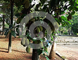 Brazilian Jackfruit hanggin in the tree. green jackfruit in the garden