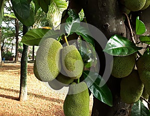 Brazilian Jackfruit hanggin in the tree. green jackfruit in the garden