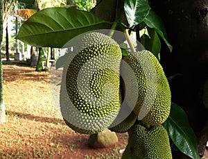 Brazilian Jackfruit hanggin in the tree. green jackfruit in the garden