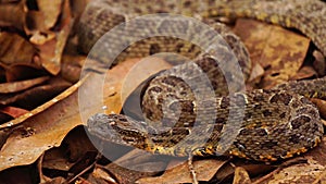 Brazilian Jararaca highly dangerous snake with ticks closeup
