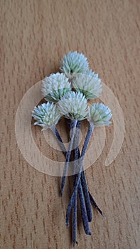 A Brazilian Joyweed flowers on a wood-patterned table