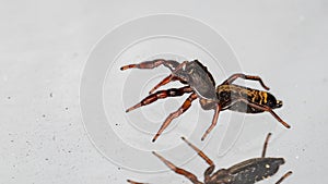 Brazilian jumping spider photo