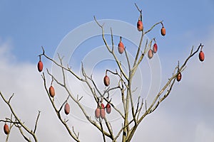 Brazilian kapok tree fruits, Amazonas state, Brazil