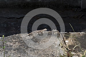 Brazilian Lizard called Calango on a rock