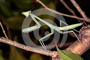 Brazilian Mantid
