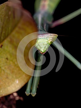 Brazilian Mantid